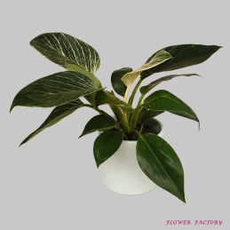 Baumfreund - Philodendron