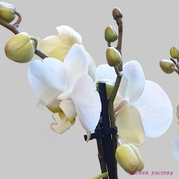Orchideenblüte, weiß