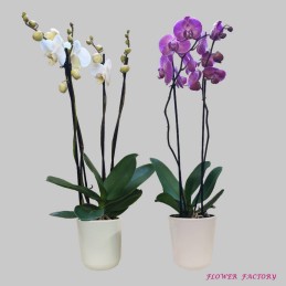 Orchids - Phalaenopsis