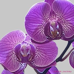 Orchid flower, pink